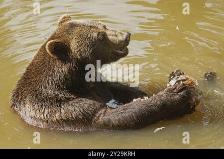 Brauner Bär mit offenem Mund, der im Wasser sitzt und nach rechts sieht Stockfoto