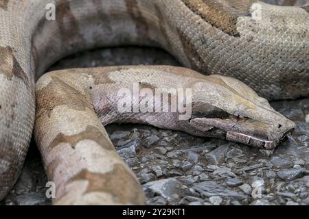 Nahaufnahme eines Boa constrictor, der auf einer geteerten Straße geschlungen ist, Pantanal Wetlands, Mato Grosso, Brasilien, Südamerika Stockfoto