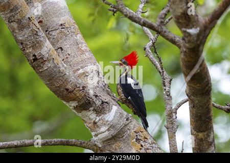 Lineated Woodspecht sitzt auf einem Baumstamm vor grünem Hintergrund, Pantanal Wetlands, Mato Grosso, Brasilien, Südamerika Stockfoto