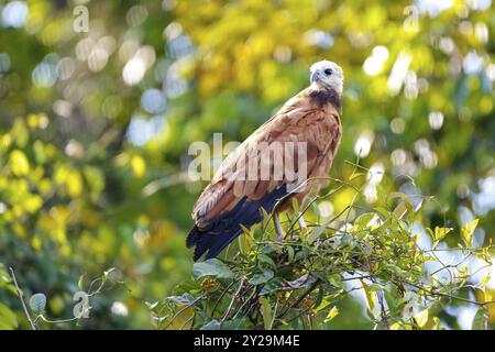 Falke mit schwarzem Kragen, der auf einem Baumzweig vor hellem natürlichem Hintergrund sitzt, mit Blick auf die Kamera, Pantanal Feuchtgebiete, Mato Grosso, Brasilien, Südamerika Stockfoto