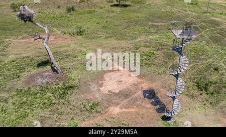 Luftaufnahme eines Jabirus-Nestes mit Jungvögeln und einem Aussichtsturm auf einem grünen Feld, Pantanal Feuchtgebiete, Mato Grosso, Brasilien, Südamerika Stockfoto