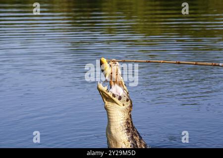 Yacare Caiman springt aus dem Wasser, um Fische zu fangen, Pantanal Feuchtgebiete, Mato Grosso, Brasilien, Südamerika Stockfoto