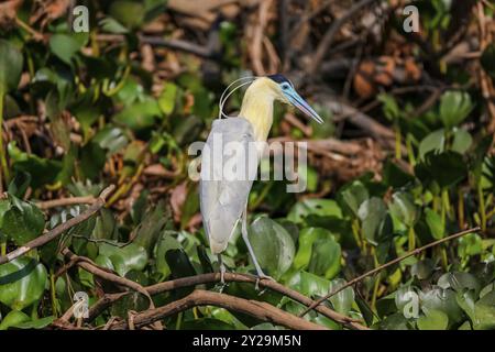 Wunderschöner Kappreiher, der am Ufer auf der Suche ist, Pantanal Feuchtgebiete, Mato Grosso, Brasilien, Südamerika Stockfoto