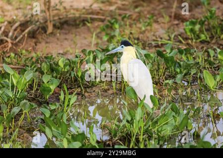 Wunderschöner Reiher mit Kappe im Wasser mit Pflanzen am Lagunenrand, Pantanal Wetlands, Mato Grosso, Brasilien, Südamerika Stockfoto