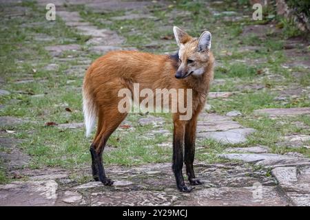 Ein Mähnenwolf auf einem Pfad von Sanctuary Caraca, drehte den Kopf nach links, Minas Gerais, Brasilien, Südamerika Stockfoto