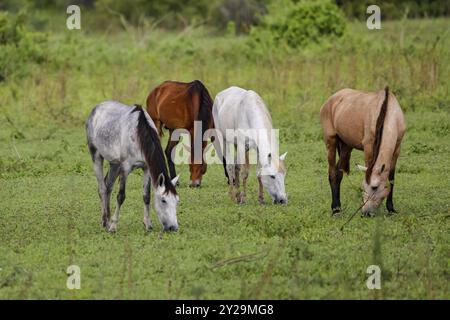 Vier unterschiedlich farbige Pferde weiden auf einer üppigen grünen Wiese in den Pantanal Wetlands, Mato Grosso, Brasilien, Südamerika Stockfoto