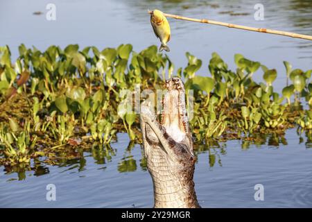 Yacare Caiman springt aus dem Wasser, um Fische zu fangen, Pantanal Feuchtgebiete, Mato Grosso, Brasilien, Südamerika Stockfoto