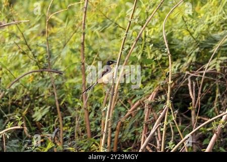 Donacobius mit schwarzer Kappe auf einem Zweig vor grünem Hintergrund, Pantanal Feuchtgebiete, Mato Grosso, Brasilien, Südamerika Stockfoto