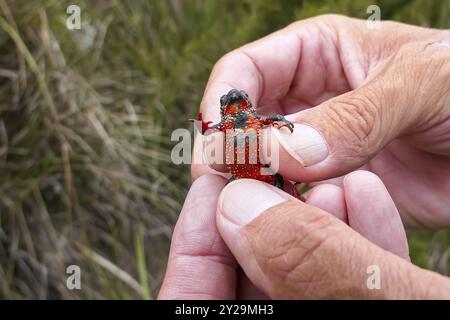 Nahaufnahme einer winzigen, wunderschönen Maldonada Rottbauch-Kröte, die den Bauch zeigt, an den Händen eines Mannes gehalten, Itatiaia, Brasilien, Südamerika Stockfoto