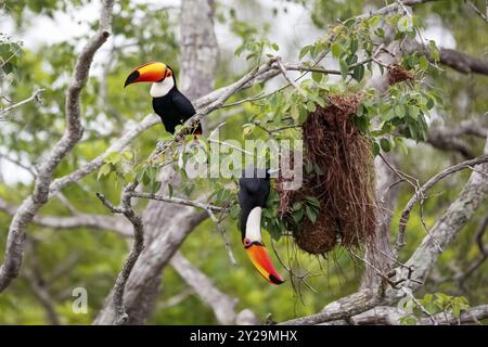 Nahaufnahme von zwei Toco Toucans, die Vögel in einem Baum plündern, einer sitzt, einer hängt unten, Pantanal Feuchtgebiete, Mato Grosso, Brasilien, Südamerika Stockfoto