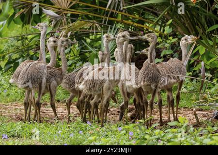 Nahaufnahme einer Gruppe von Nandu- oder Rhea-Küken in natürlichem Lebensraum, Pantanal Feuchtgebieten, Mato Grosso, Brasilien, Südamerika Stockfoto