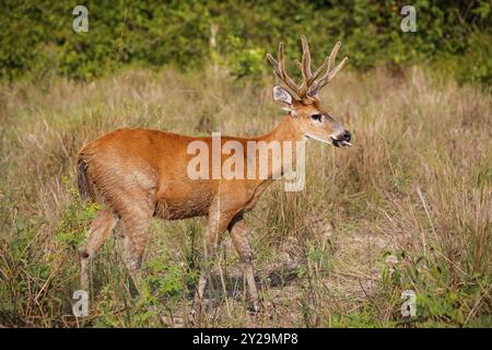 Seitenansicht eines Pampa-Hirsches mit wunderschönem farbigem Pelz im Nachmittagslicht auf einer trockenen Wiese, Pantanal Wetlands, Mato Grosso, Brasilien, Südamerika Stockfoto