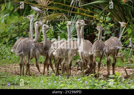 Nahaufnahme einer Gruppe von Nandu- oder Rhea-Küken in natürlichem Lebensraum, Pantanal Feuchtgebieten, Mato Grosso, Brasilien, Südamerika Stockfoto