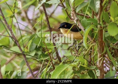 Wunderschöner schwarzer Donacobius in einem grünen Busch, Mato Grosso, Brasilien, Südamerika Stockfoto