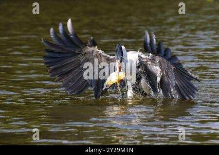 Cocoi-Reiher fängt eine Pirhana im Flug über die Flussoberfläche, verbreitete Flügel, Pantanal Feuchtgebiete, Mato Grosso, Brasilien, Südamerika Stockfoto