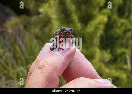 Nahaufnahme einer winzigen, wunderschönen Maldonada Rottbauch-Kröte, mit Kamera auf den Fingern eines Mannes, Itatiaia, Brasilien, Südamerika Stockfoto