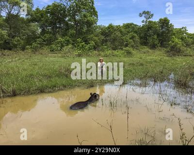 Weibliche Touristen beobachten einen Tapir, der in einem schlammigen Teich schwimmt, kniet auf dem Wasser im Gras, Pantanal Feuchtgebiete, Mato Grosso, Brasilien, Südamerika Stockfoto