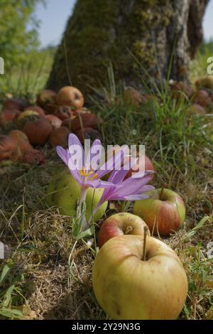 Blühender Herbstkrokus (Colchicum autumnale) auf Obstgarten, Wiese, Apfel, Obst, Hohenlohe, Schwaebnisch Hall, Baden-Württemberg, Germa Stockfoto