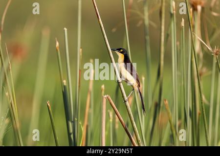 Donacobius mit schwarzer Kappe auf einem Schilfstiel vor grünem Hintergrund, Pantanal Feuchtgebiete, Mato Grosso, Brasilien, Südamerika Stockfoto