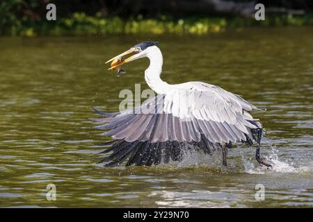 Cocoi-Reiher, der eine Pirhana im Flug über die Flussoberfläche fängt, Pantanal Feuchtgebiete, Mato Grosso, Brasilien, Südamerika Stockfoto