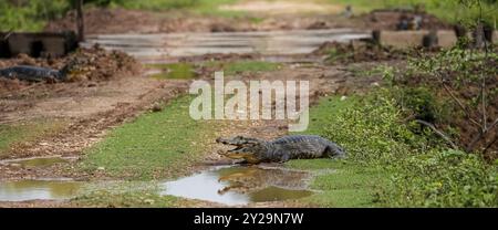 Caiman yacare ruht auf einer schlammigen Landstraße mit offenem Mund, Pantanal Wetlands, Mato Grosso, Brasilien, Südamerika Stockfoto