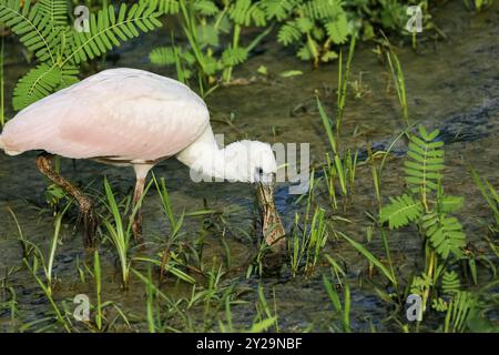 Nahaufnahme eines Rosenlöffelschnabels, der am Wasserrand auf der Suche nach Wasser ist, Pantanal Feuchtgebiete, Mato Grosso, Brasilien, Südamerika Stockfoto