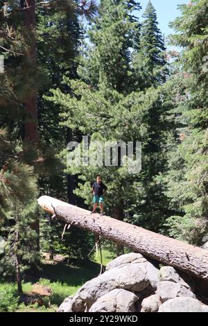 Mariposa, Kalifornien, USA - 29. Juli 2023: Mann posiert auf gefallenem Baum im Yosemite-Nationalpark Stockfoto