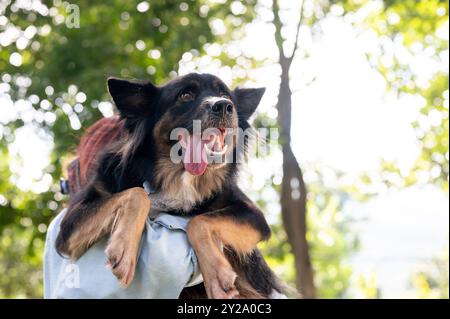 Eine Frau, die ihren Hund in den Armen hält, während sie durch einen grünen Park geht, ihr Haustier umarmt und gemeinsam einen lustigen Outdoor-Moment genießt. Tier, Tier, am besten Stockfoto