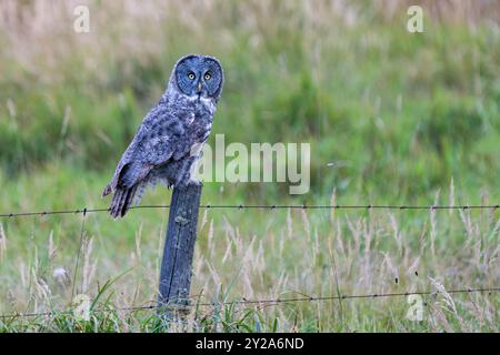 Eine große graue Eule sitzt auf einem Zaunpfosten am Rande eines Bauernfeldes und sucht nach Mäusen und anderen Nagetieren zum Jagen. Stockfoto