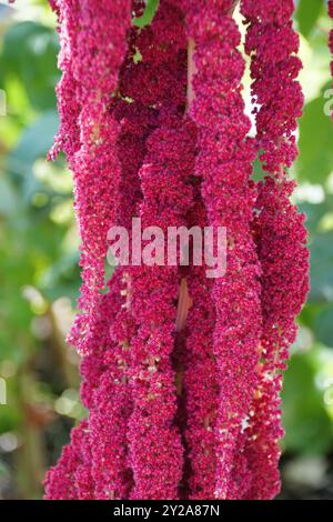 Nahaufnahme der langen und roten Blüten des Amaranthus caudatus, auch bekannt als Love-Lies-bluten Stockfoto