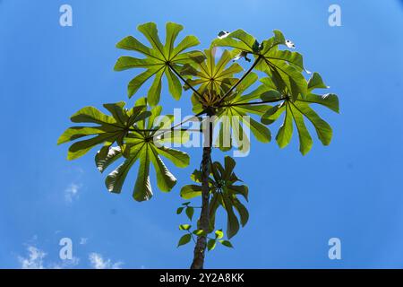 Trompetenbaum, auch bekannt als Cecropia peltata vor dem blauen Himmel Stockfoto