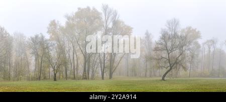 parklandschaft an nebeligen Tagen. Bäume mit orangefarbenem Laub auf grünem Rasen. Stockfoto