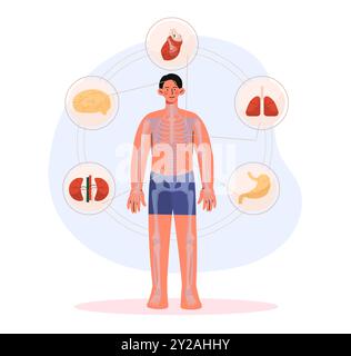 Organe und Skelett. Biologische und anatomische Struktur des Körpers. Gesundheitswesen und Medizin. Gehirn, Herz, Leber, Nieren und Lunge. Flacher Vektor Stock Vektor