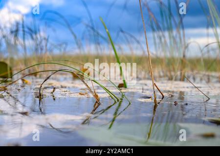 Blick auf die Wasseroberfläche des Feuchtgebiets im Everglades National Park Stockfoto