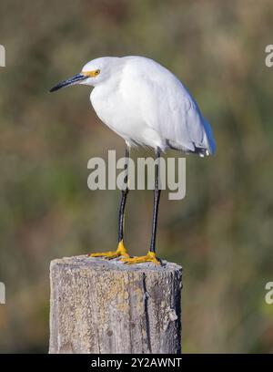 Schneehelicher, Erwachsener, auf einem Holzstamm. San Francisco Bay Trail, Santa Clara County, Kalifornien. Stockfoto