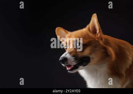 Der hungrige pembroke welsh Corgi-Hund leckt Lippen und wartet auf Leckerli vom Besitzer isoliert auf dunklem Hintergrund Stockfoto