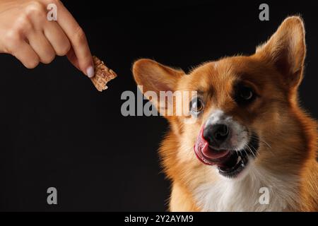 Hungriger Welsh Corgi Pembroke Hund, für eine Leckerei von seinem Besitzer, isoliert auf dunklem Hintergrund, Konzepterziehung und Ausbildung von Hunden Stockfoto