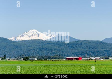 Landwirtschaftsbetriebe in Mission, Fraser Valley, British Columbia, Kanada. MT Baker ist im Hintergrund zu sehen Stockfoto
