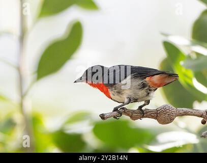 Ein Mistletoebird (Dicaeum hirundinaceum) auf einem Zweig, Lorella Springs Wilderness Park, in der Nähe von Borroloola, Northern Territory, NT, Australien Stockfoto