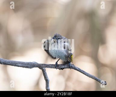 Eine nasse Honeyeater (Conopophila rufogularis), die sich auf einem Zweig im Lorella Springs Wilderness Park in der Nähe von Borroloola, Northern Te, befindet Stockfoto