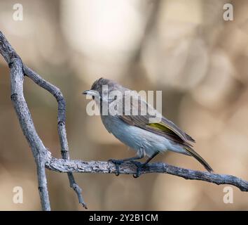 Ein Honeyeater mit Rufus-Hals (Conopophila rufogularis), der auf einem Zweig im Lorella Springs Wilderness Park in der Nähe von Borroloola, Northern Territory, NT, thront. Stockfoto