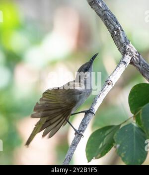 Braunhoneyeater (Lichmera indistincta), die auf einem Zweig im Lorella Springs Wilderness Park in der Nähe von Borroloola, Northern Territory, NT, Austra, thront Stockfoto