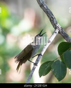 Brauner Honeyeater (Lichmera indistincta) mit offenem Schnabel auf einem Zweig, Lorella Springs Wilderness Park, in der Nähe von Borroloola, Nord-Terri Stockfoto