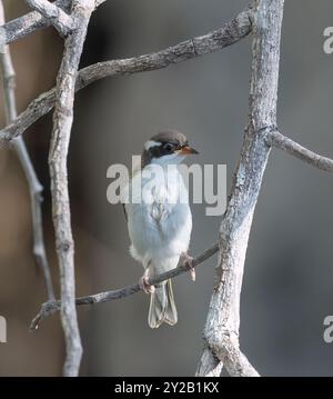 Vertikales Porträt eines weißkehligen Honeyeaters (Melithreptus albogularis), der auf einem Zweig im Lorella Springs Wilderness Park in der Nähe von Borroloola, Nor, thront Stockfoto