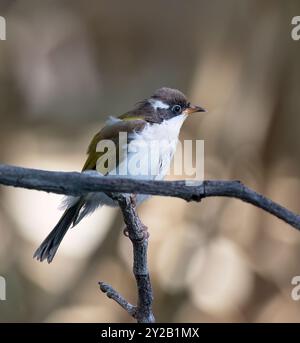 Vertikales Porträt eines weißkehligen Honeyeaters (Melithreptus albogularis), der auf einem Zweig im Lorella Springs Wilderness Park in der Nähe von Borroloola, Nor, thront Stockfoto