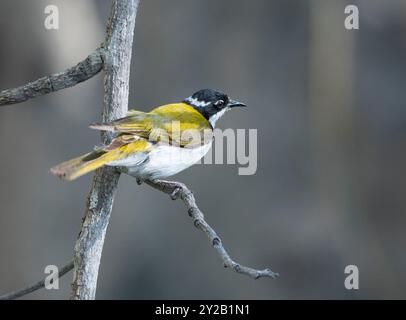 Porträt eines weißkehligen Honighähers (Melithreptus albogularis) auf einem Zweig im Lorella Springs Wilderness Park in der Nähe von Borroloola, Northern Ter Stockfoto