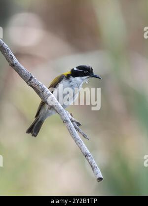 Vertikales Porträt eines weißkehligen Honeyeaters (Melithreptus albogularis), der auf einem Zweig im Lorella Springs Wilderness Park in der Nähe von Borroloola, Nor, thront Stockfoto