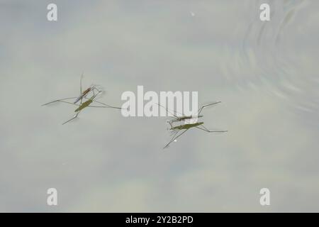 Wasserstreiter Gerris lacustris auf der Oberfläche eines Teiches in Mittelfrankreich Stockfoto