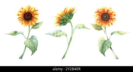 Eine Reihe von gelben Sonnenblumen, lebendige große jährliche Forb Pflanze. Handgezeichnete botanische Aquarellillustration isoliert auf weißem Hintergrund. Für Clip-Art Stockfoto