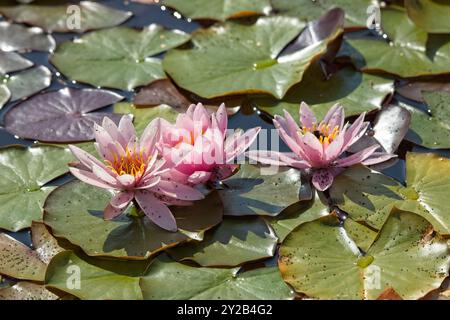 Die Großaufnahme der Nyphaea ´marliacea carnea´ ist eine kräftige, tagelblühende Wasserstaude mit abgerundeten Bronzeblättern. Stockfoto